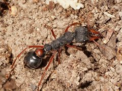 Myrmecia esuriens