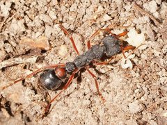 Myrmecia esuriens