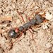 Tasmanian Inchman Ant - Photo (c) Reiner Richter, some rights reserved (CC BY-NC-SA), uploaded by Reiner Richter