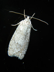 Semioscopis inornata