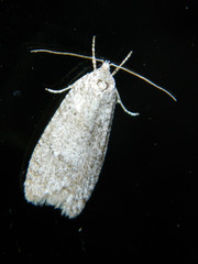 Semioscopis inornata