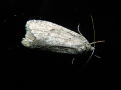 Semioscopis inornata