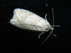 Semioscopis inornata