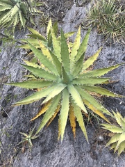 Agave xylonacantha