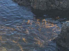 Carpophyllum maschalocarpum