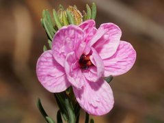 Tetratheca pilosa