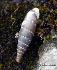 Leucostigma candidescens