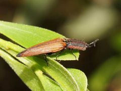 Elatichrosis trisulcatus