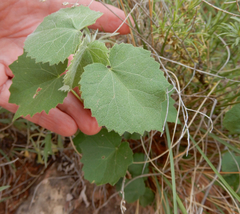Abutilon fruticosum