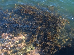 Carpophyllum maschalocarpum