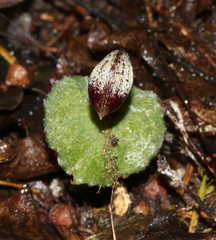 Corybas cheesemanii