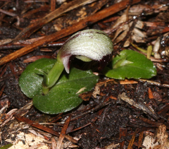 Corybas cheesemanii