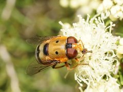 Austalis pulchella