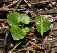 Pterostylis alobula