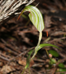 Pterostylis alobula