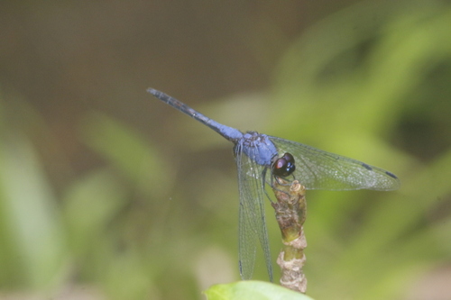 Indigo Dropwing photo 5