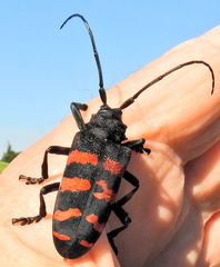 Ceroplesis capensis