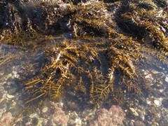 Carpophyllum maschalocarpum