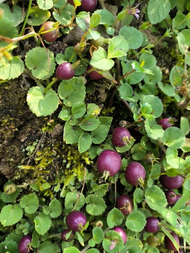 Common Pratia