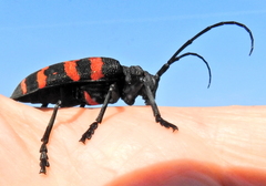 Ceroplesis capensis