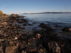 Carpophyllum maschalocarpum