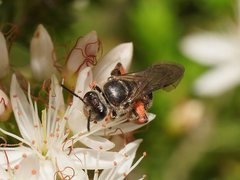 Lasioglossum calophyllae