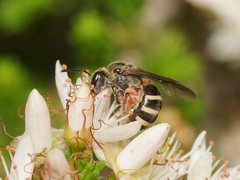 Lasioglossum calophyllae
