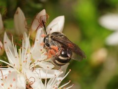 Lasioglossum calophyllae