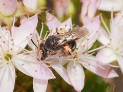 Lasioglossum calophyllae