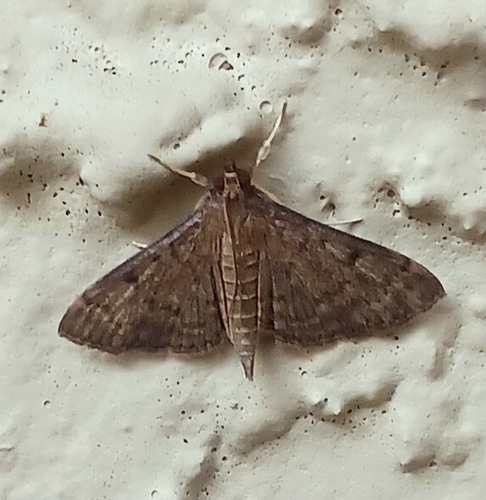 Dusky Herpetogramma Moth photo 5