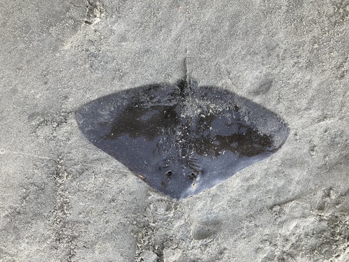 Californische vlinderrog (Gymnura marmorata) — Gymnuridae — 3