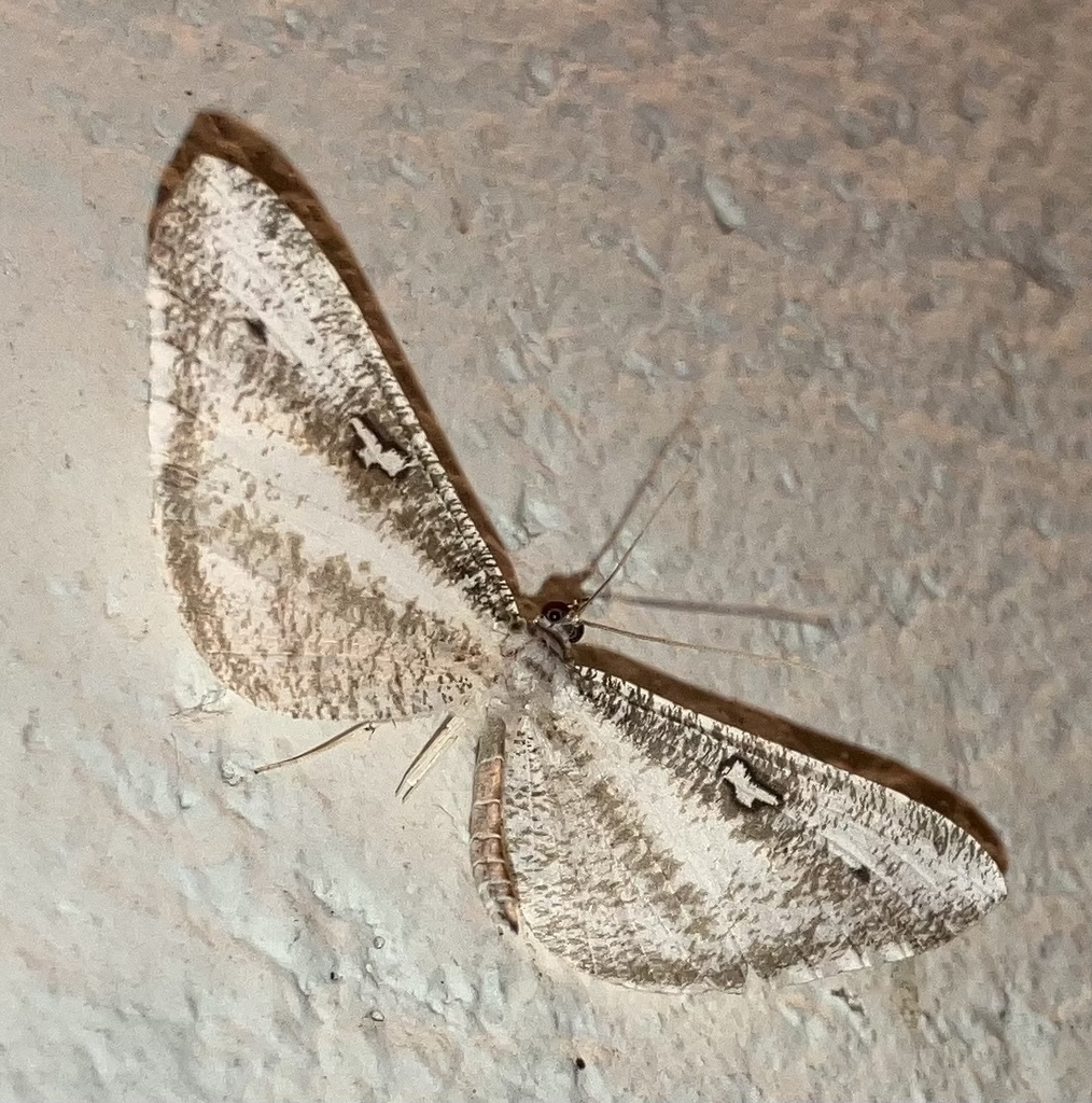 Macrosoma tipulata