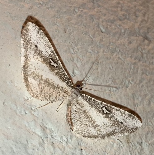 Macrosoma tipulata