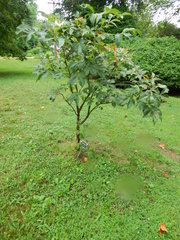 Aesculus pavia