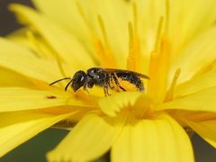 Lasioglossum sphecodoides