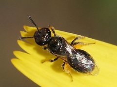 Lasioglossum sphecodoides