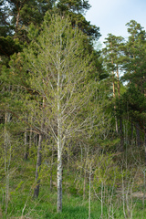Populus