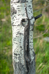 Populus