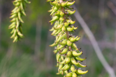 Populus