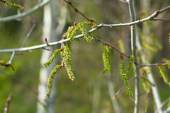 Populus