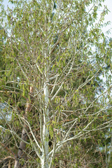 Populus