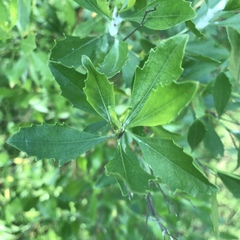 Baccharis halimifolia
