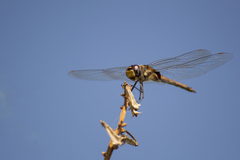 Tramea cophysa
