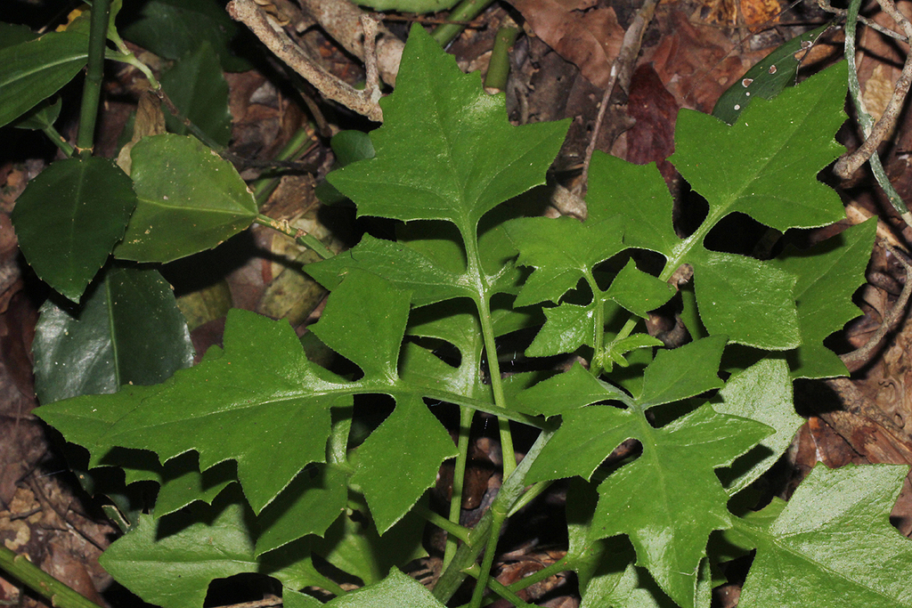 Solanecio angulatus