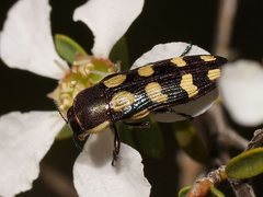 Castiarina decemmaculata