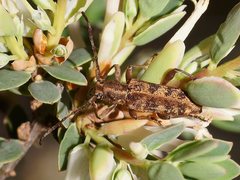 Pempsamacra dispersa