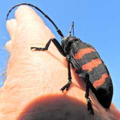 Ceroplesis capensis