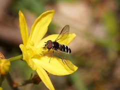 Betasyrphus serarius