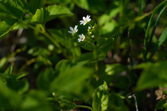 Stellaria bungeana