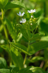 Stellaria bungeana